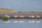 Flamants rose lac Natron