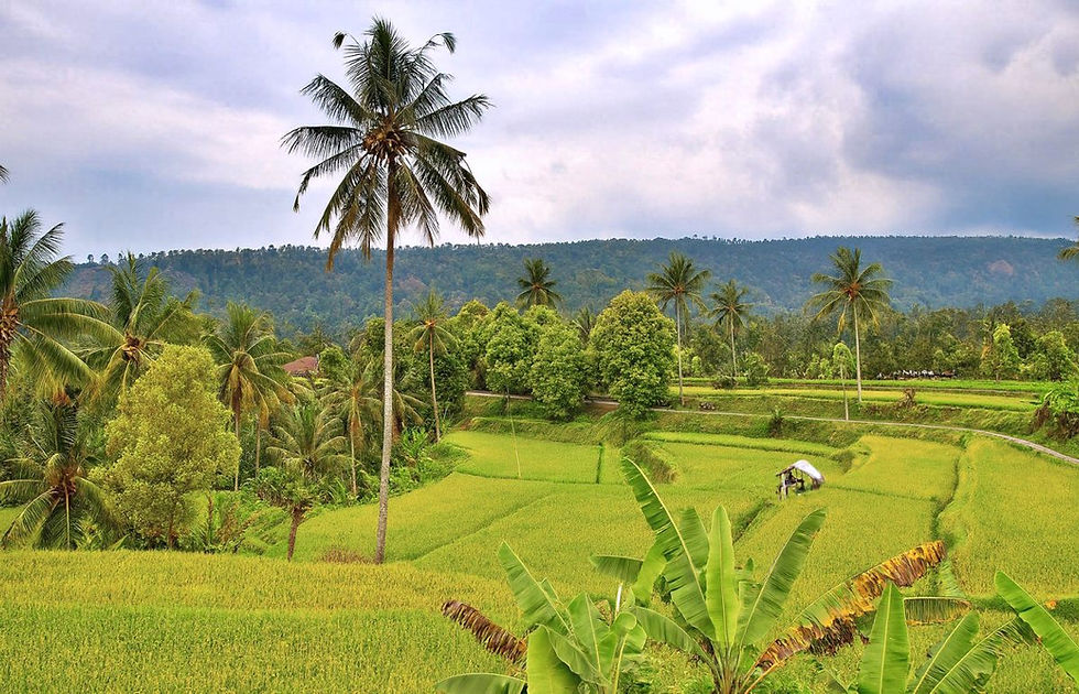 rizières Munduk Bali