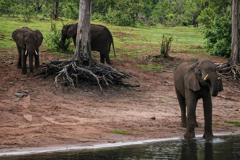 Kasane au Botswana