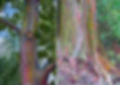 eucalyptus arc en ciel