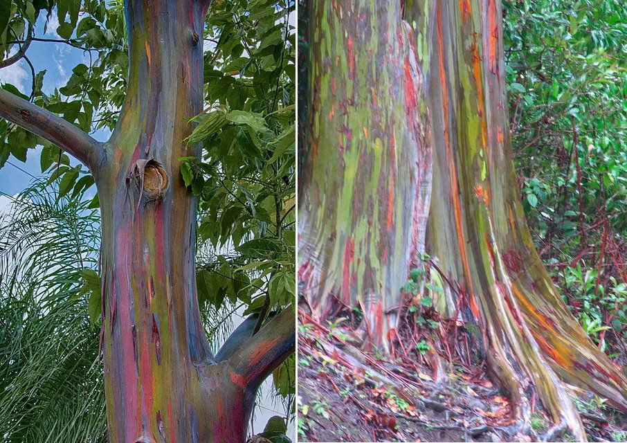 eucalyptus arc en ciel