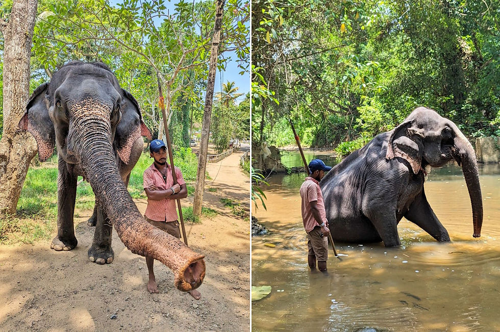 Histoire de la Millennium Elephant Foundation