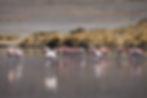Les flamants roses de la Laguna Colorada
