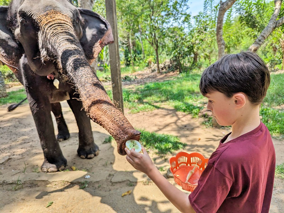 Nourrir un éléphant sri lanka