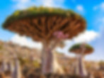 ree