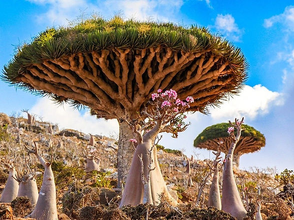 Paysages Moyen Orient