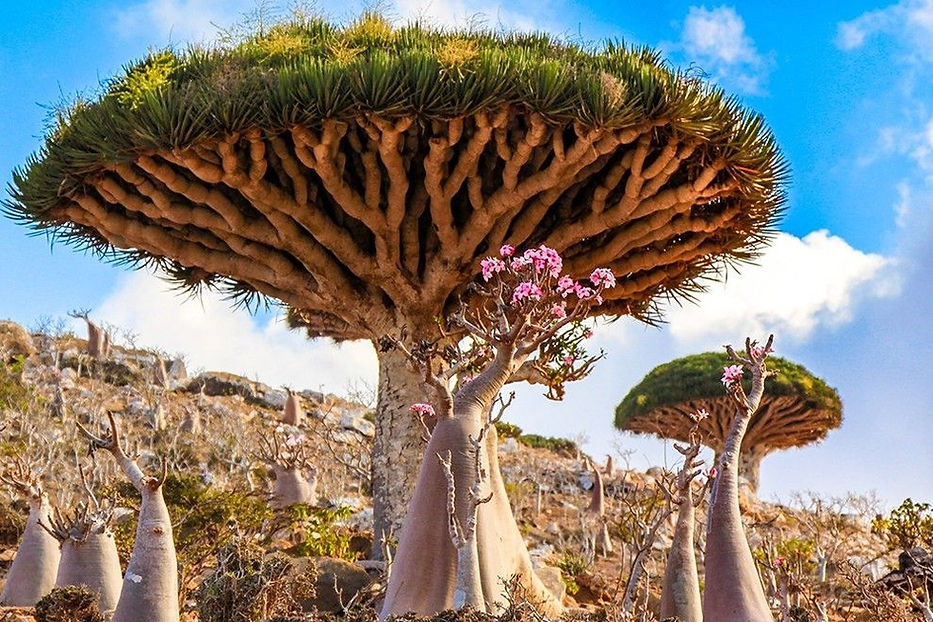 Le dragonnier de Socotra