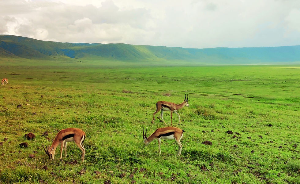 impalas ngorongoro
