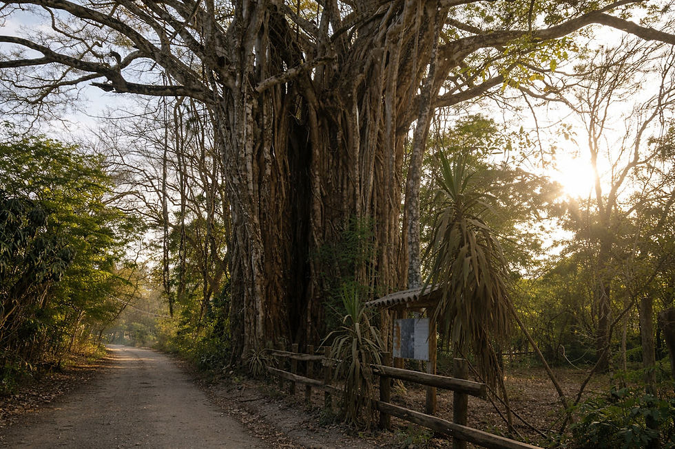 El Higuerón Montezuma