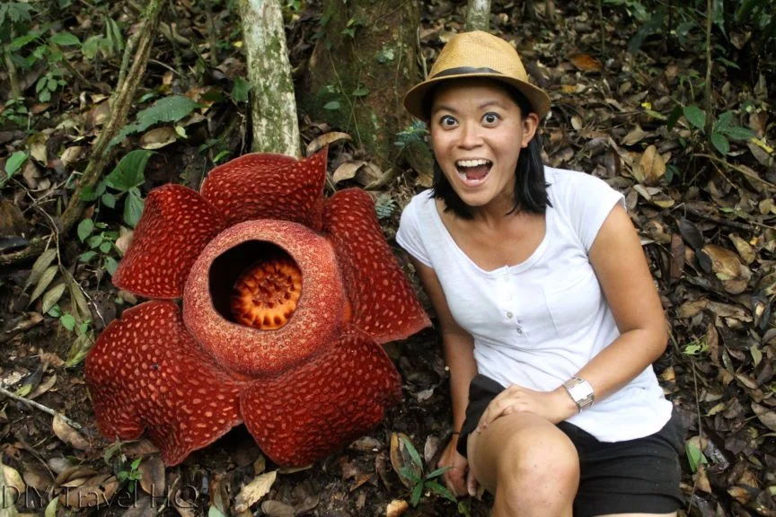 fleur géante