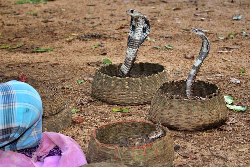 charmeur de serpent sri lanka
