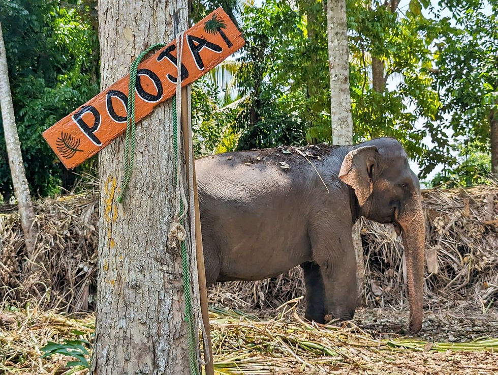 Elephant Walk Experience