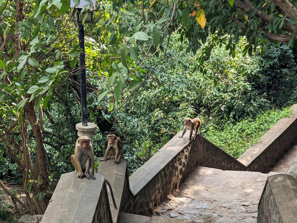 Singes Dambulla