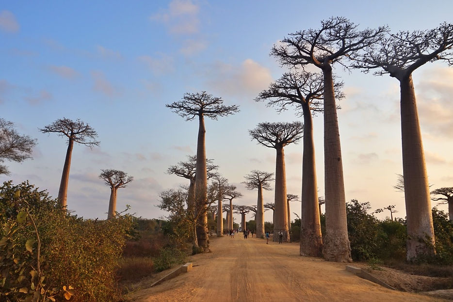 Allée des baobabs, Madagascar