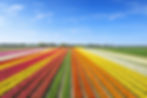 Les champs de Tulipes aux Pays Bas (Hollande)