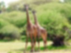 girafes parc manyara tanzanie