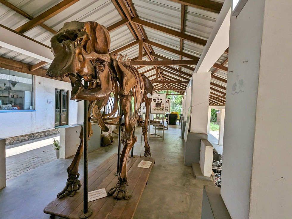 musée elephant sri lanka