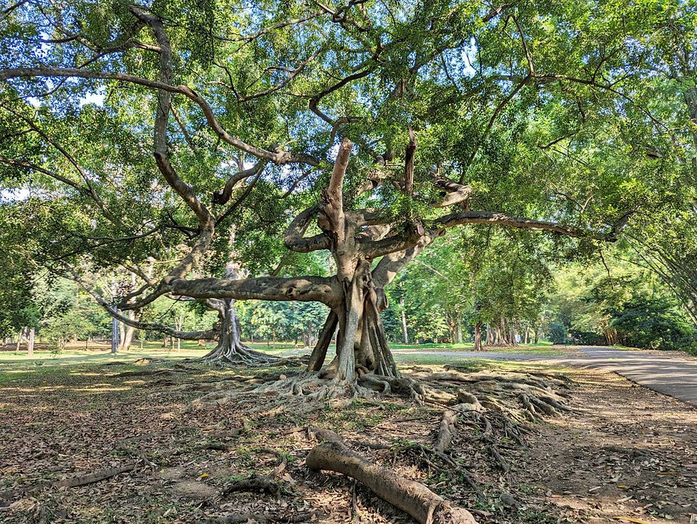 Jardin botanique Kandy