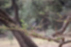 Gondar nature