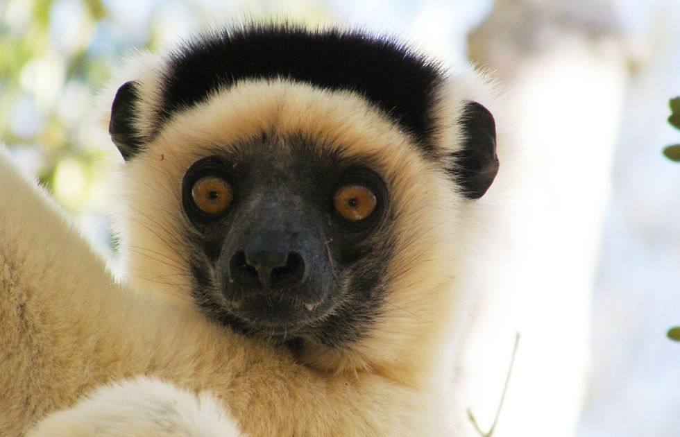 Kirindy à Madagascar