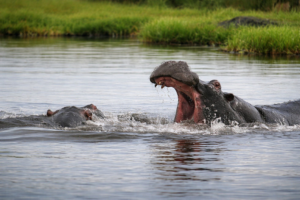 Kasane botswana Hippo