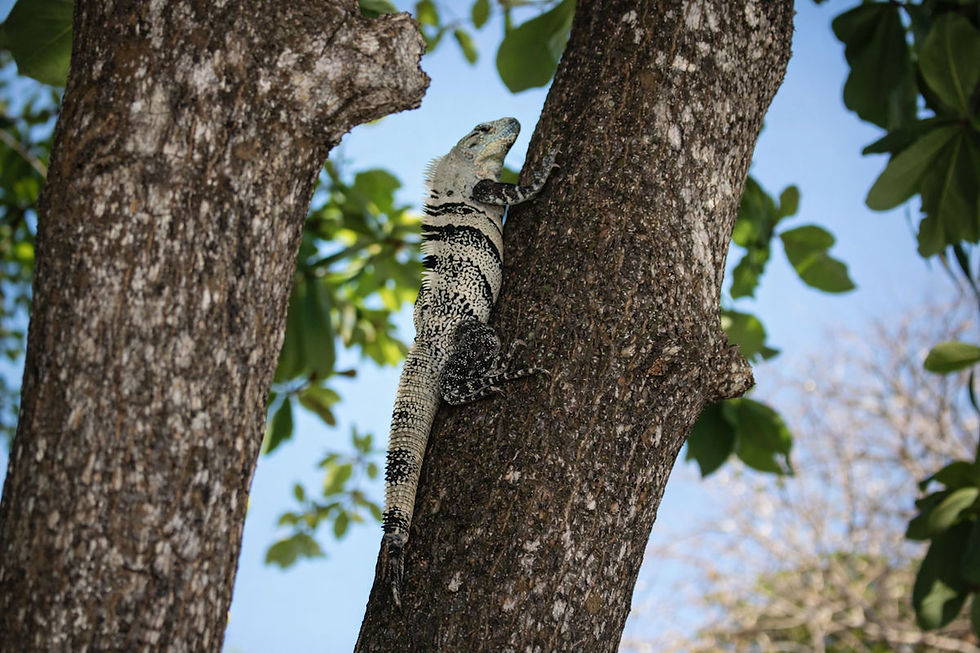 Un iguane noir et blanc grimpe un arbre, entouré de feuillage vert et d'un ciel bleu clair en arrière-plan.