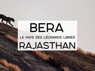 Bera, safari léopards au Rajasthan
