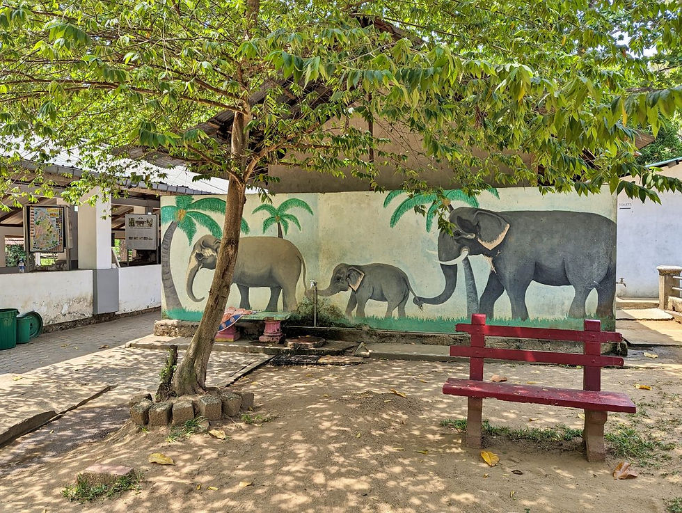 Millennium Elephant Foundation