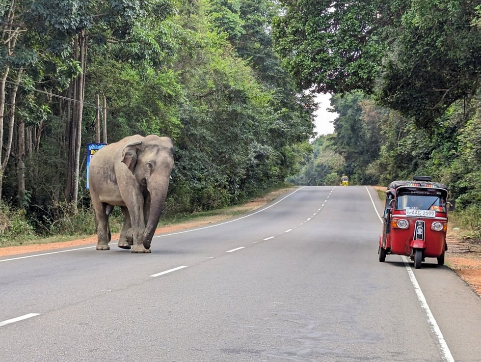 éléphants sur la route qui mène de Dambulla à Sigiriya