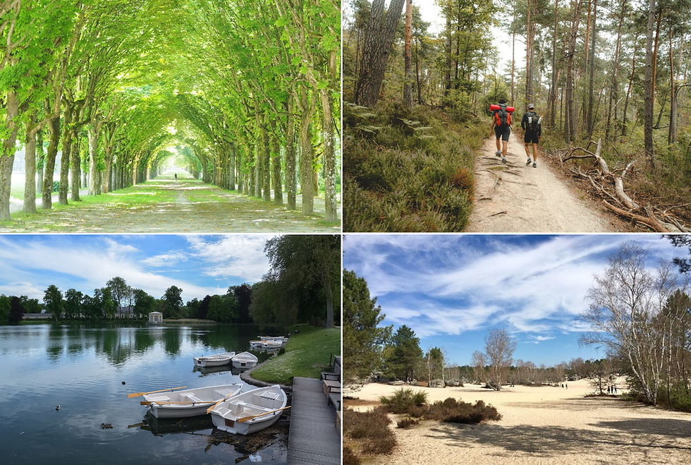 forêt de Fontainebleau