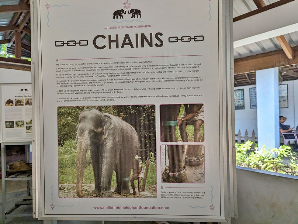 Millennium Elephant Foundation museum