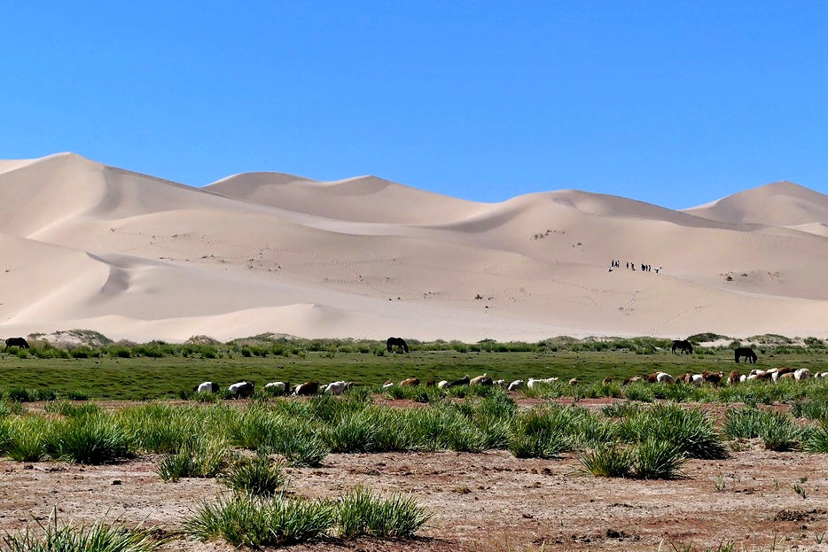 Les dunes de Khongor, Mongolie