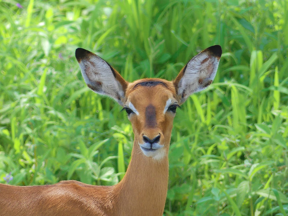 Impalas Tarangire