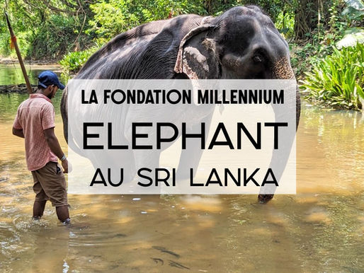 La Millennium Elephant Foundation au Sri Lanka
