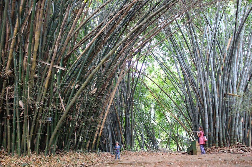 jardin Kandy au Sri Lanka à voir