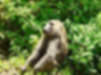 singes du parc du lac Manyara