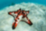 Raja ampat Etoiles de mer