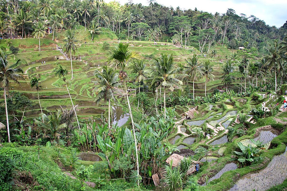 tegallalang bali