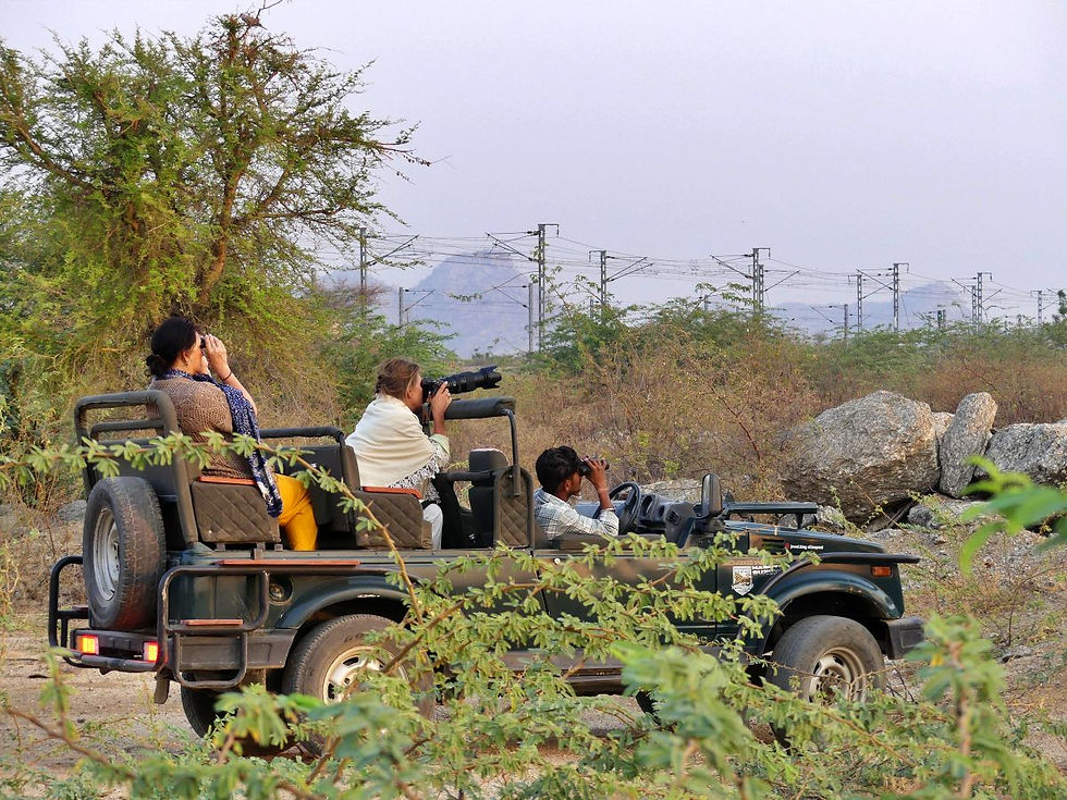 Safari Bera téléobjectif léopards