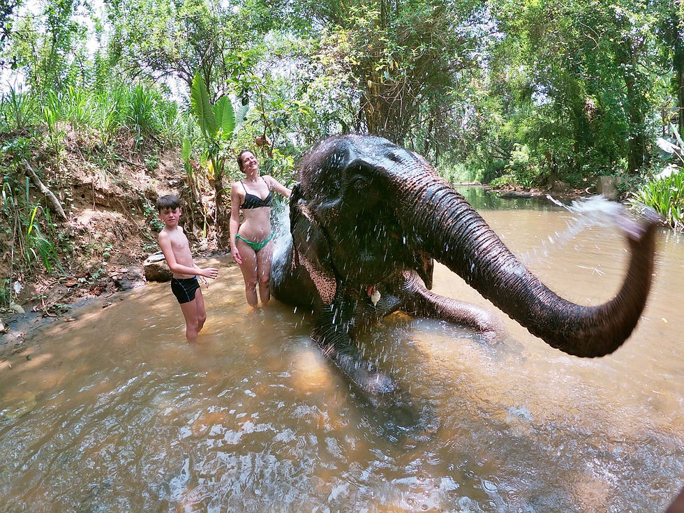 Bain avec un éléphant