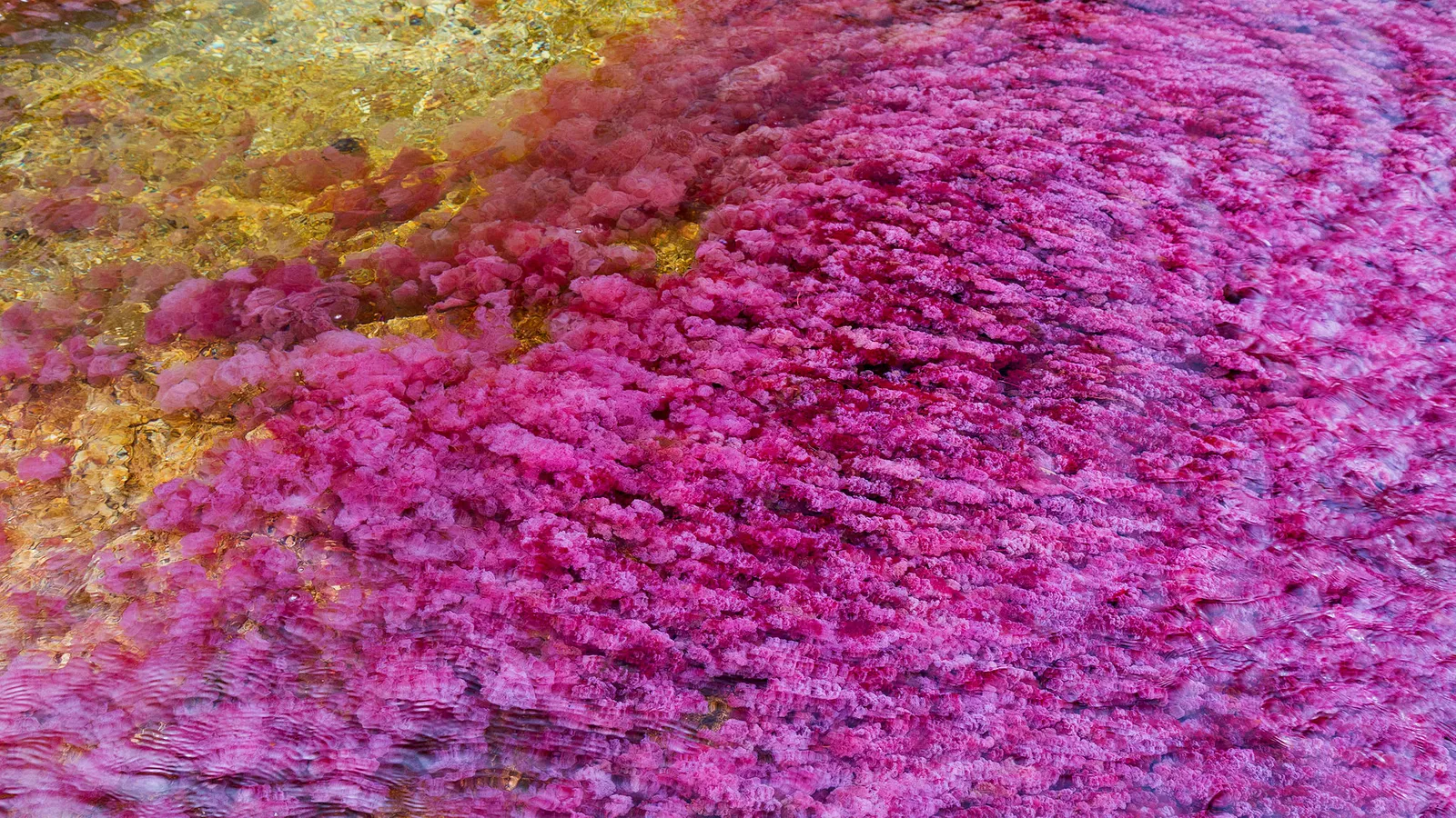 algue cano cristales macarenia clavigera