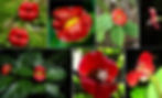 Fleur bouche Insolite