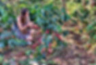 plantations de café San Juan Lac Atitlan