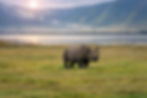 Rhinocéros dans le parc du Ngorongoro