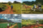 visiter la Vallée de Viñales à Cuba