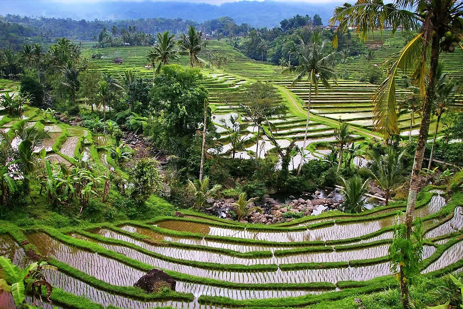 Rizières de Jatiluwih, Bali.jpg