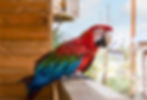 Parrot World Disney