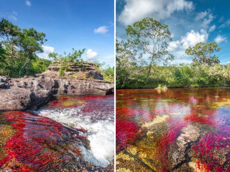 Caño Cristales, la rivière aux cinq couleurs en Colombie
