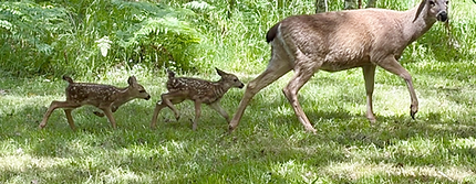 deer-creek.jpeg