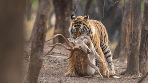 tiger photography, tiger ranthambhore, ranthambhore, wildife photography, T120 ranthambhore